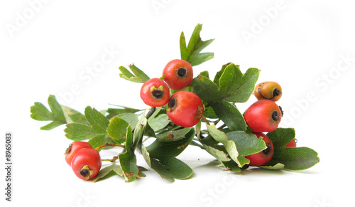 Wallpaper Mural Hawthorn berries Torontodigital.ca