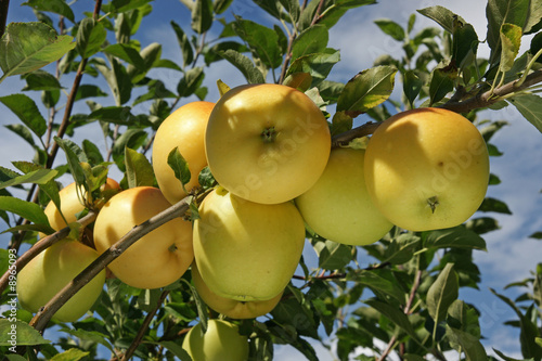 grappe de pomme photo