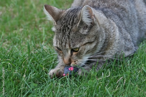 Tabby cat playing with the mouse