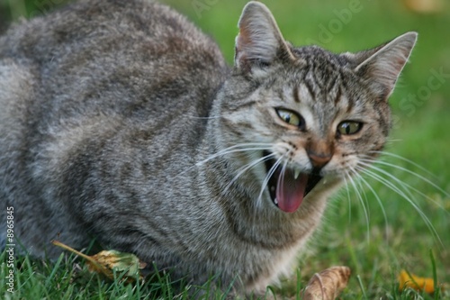 Portrait of yawning tabby cat