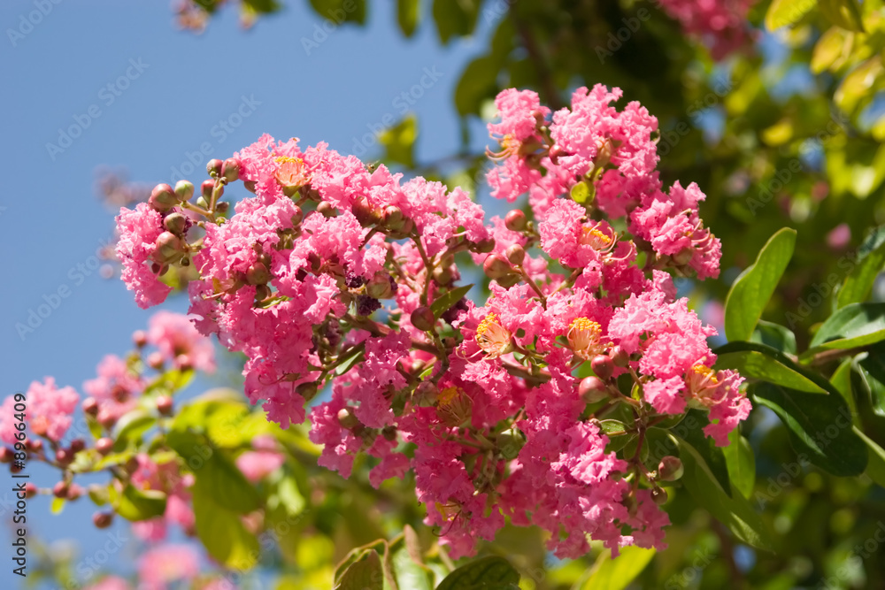 Pink flowers blooming during Summer Pink flowers blooming during Summer