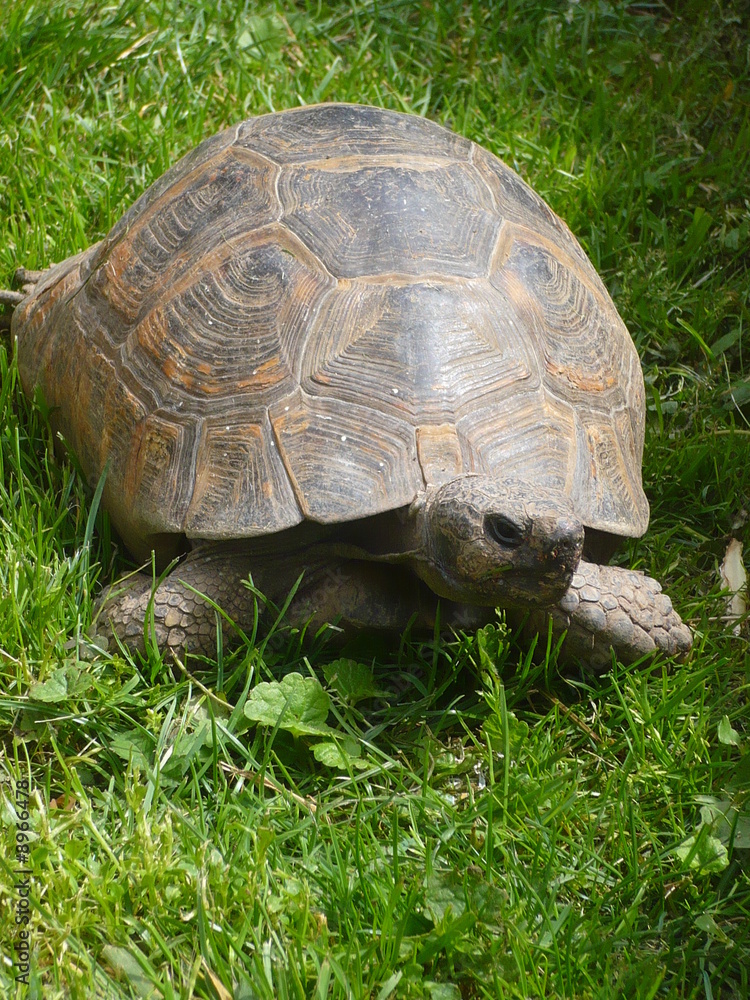 Fototapeta premium tortue