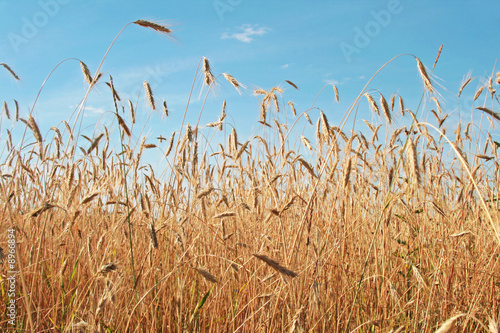 A wheat field against a blue sky.