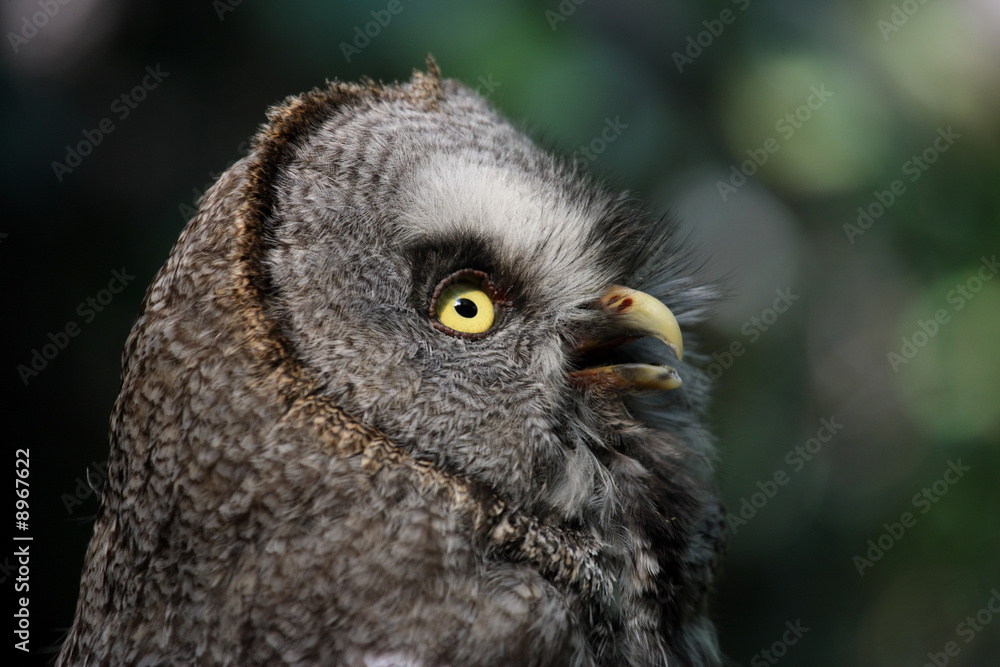 chouette regard chouette regard