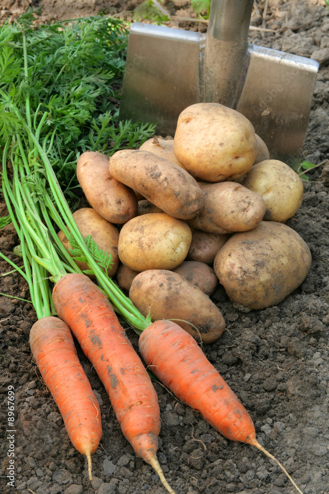 Vegetables on the ground and a shovel.