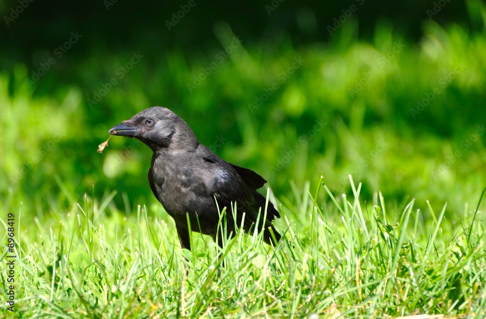 Fototapeta premium the bird on the grass