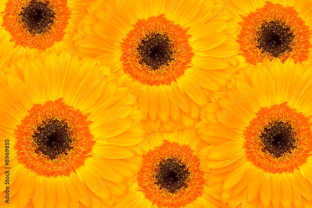 Vivid orange Gerber arrangement of flowers