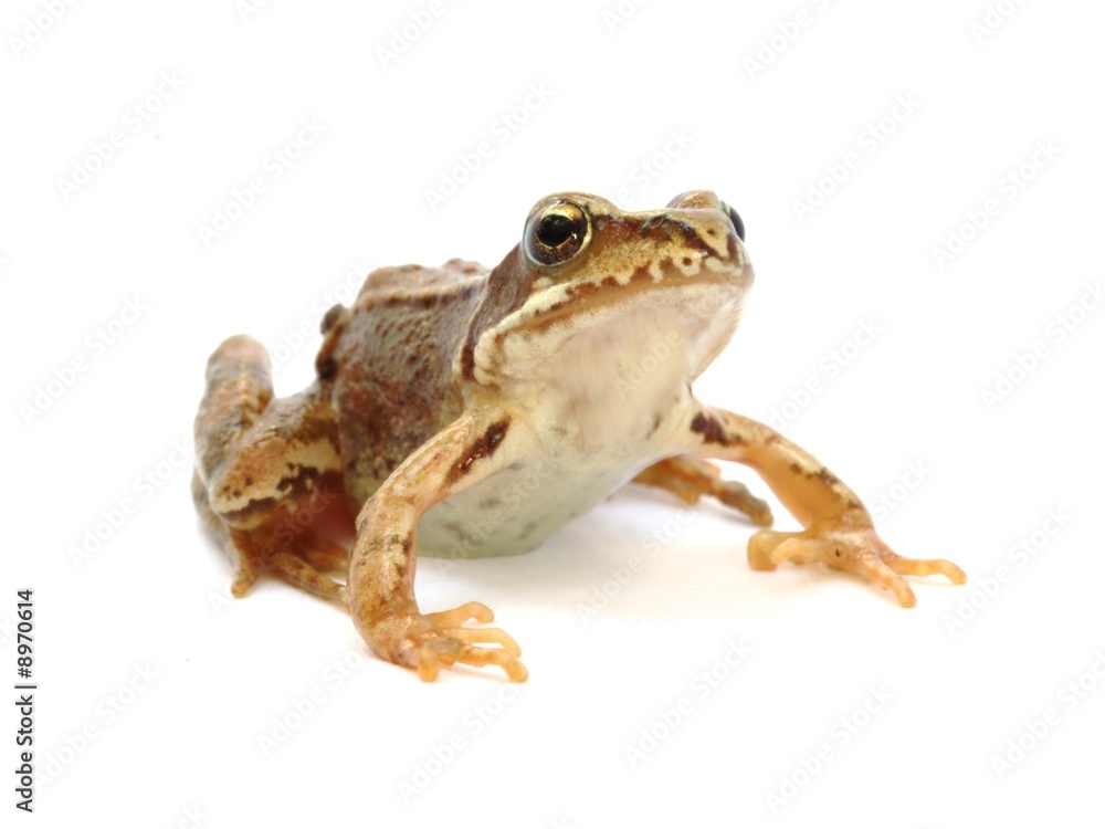Young grass frog - Rana temporaria Young grass frog - Rana temporaria