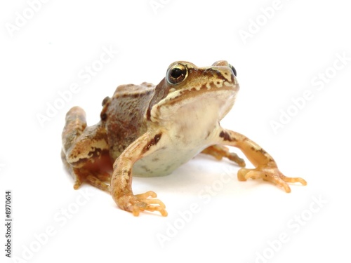 Young grass frog - Rana temporaria