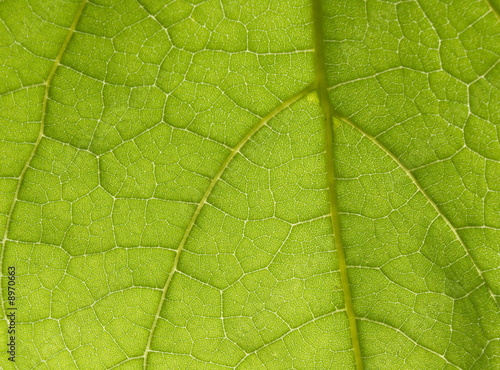green leaf texture can be used as background