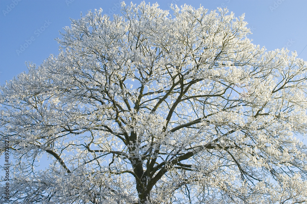 Trees covered with snow and blue sky background Trees covered with snow and blue sky background