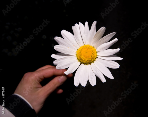 bright daisy holding by a out of focus background