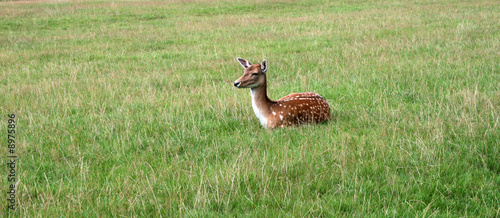 Reh auf der Wiese