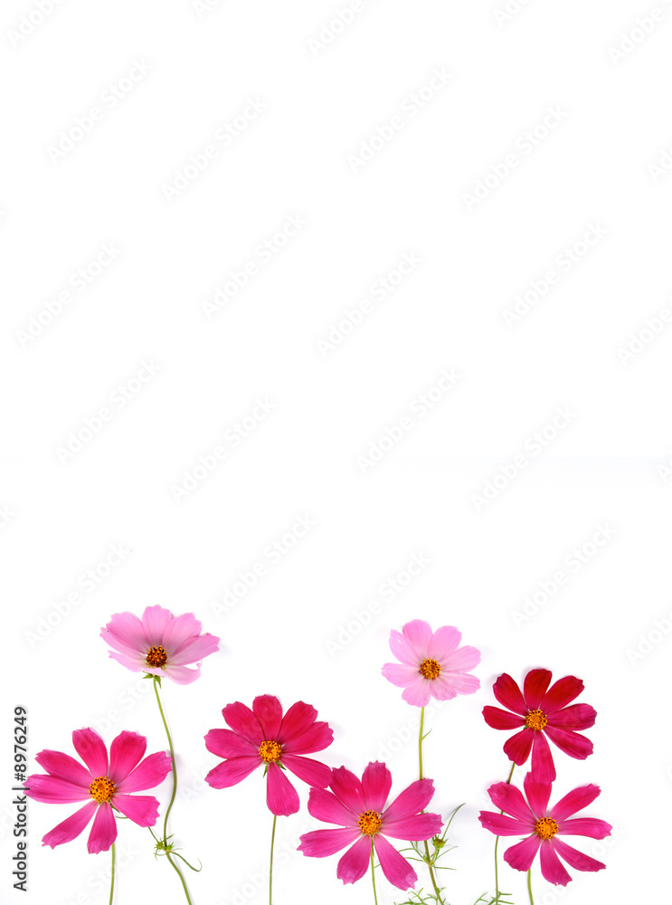Fresh red and pink flowers lay on a white background.