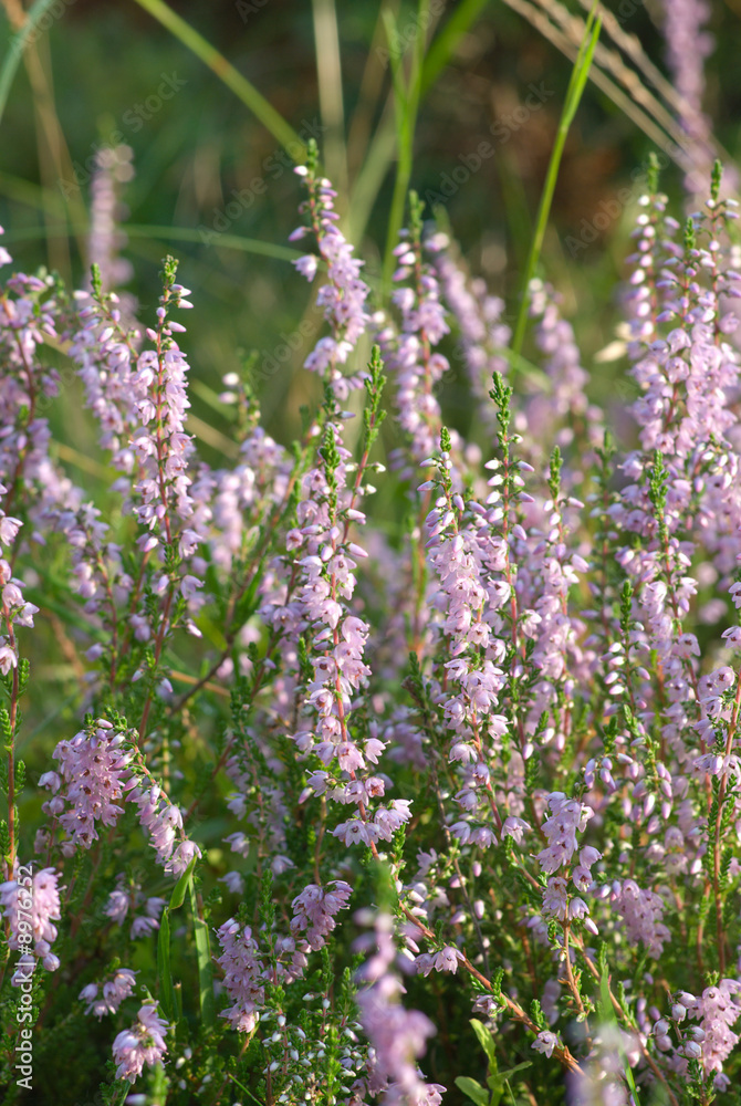 Obraz premium Wildflower - heather blooming. Latin: Calluna vulgaris