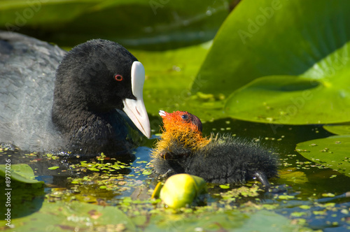Tableau sur toile coot with young