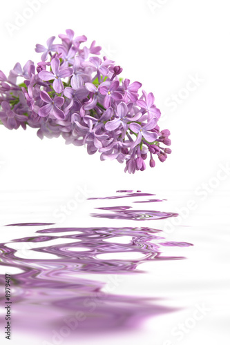 Parfum lilas