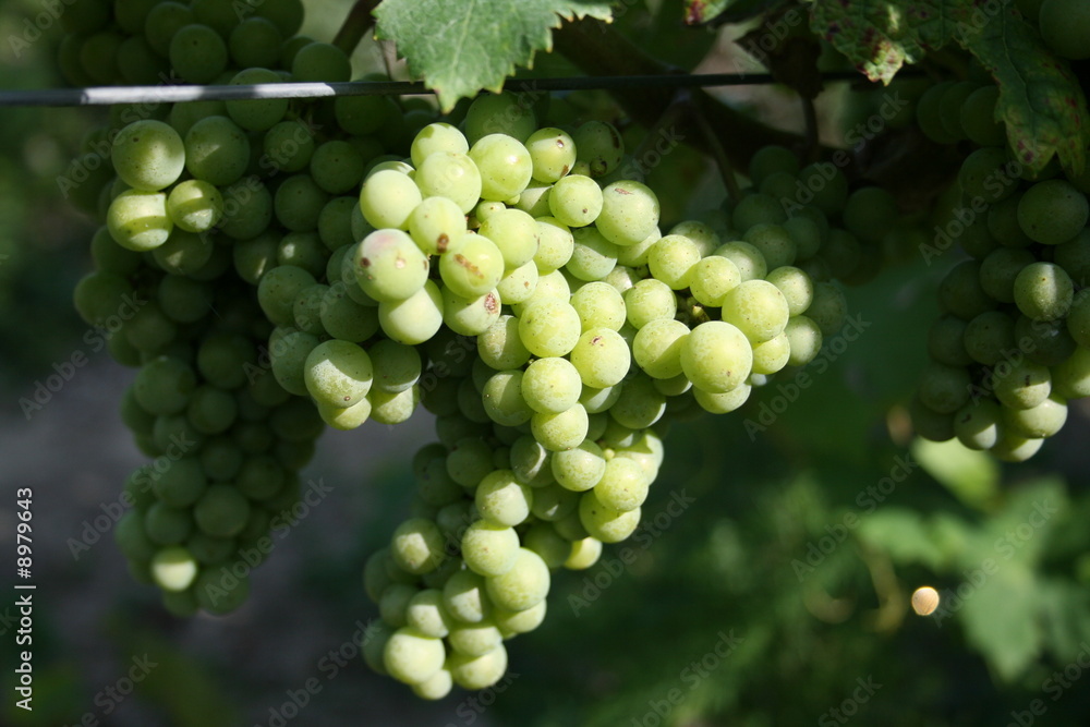 Grappe de raisin Grappe de raisin