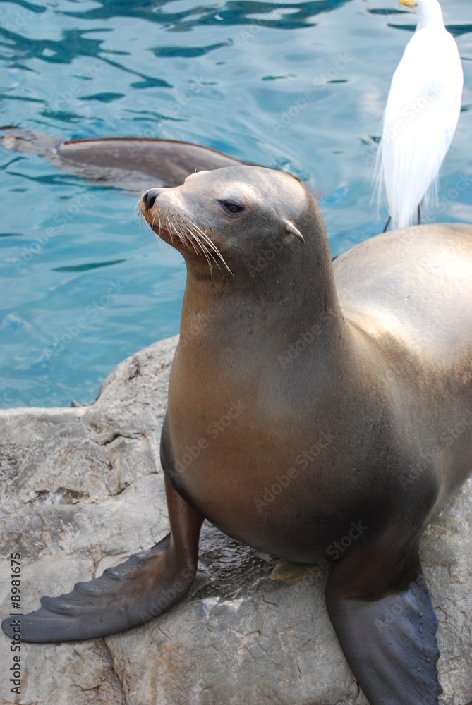 Fototapeta premium Seehund auf einem Stein