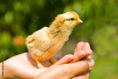 Baby chick on a woman's palm © Xalanx