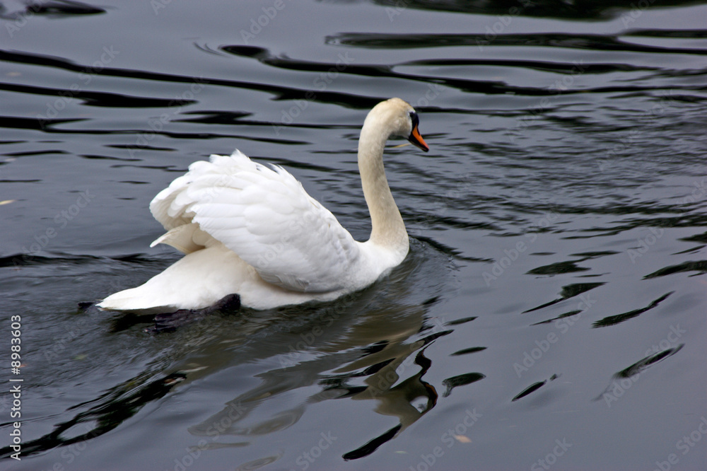 Fototapeta premium white mute swan swims across the lagoon