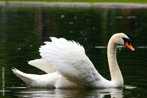 white mute swan swims across the lagoon