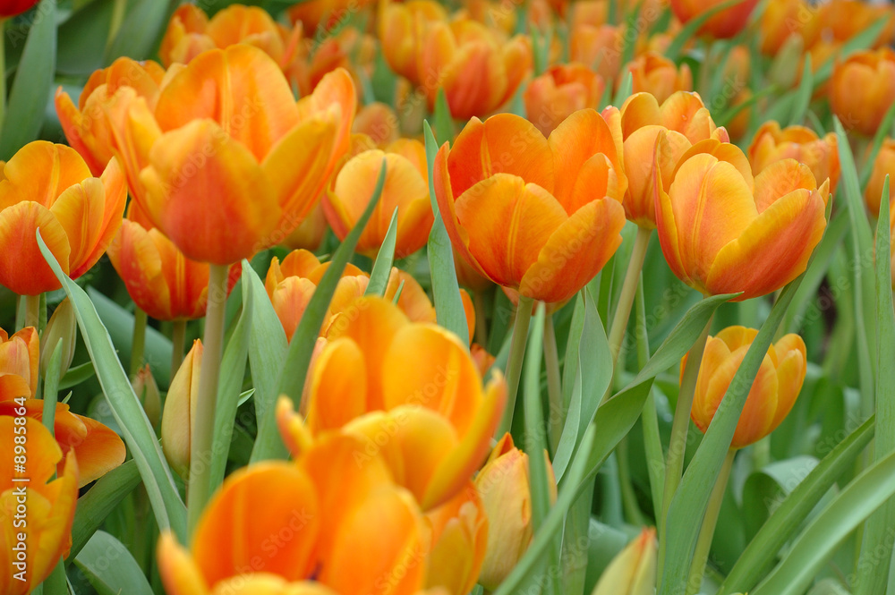 Close up of orange tulips with shallow DOF Close up of orange tulips with shallow DOF