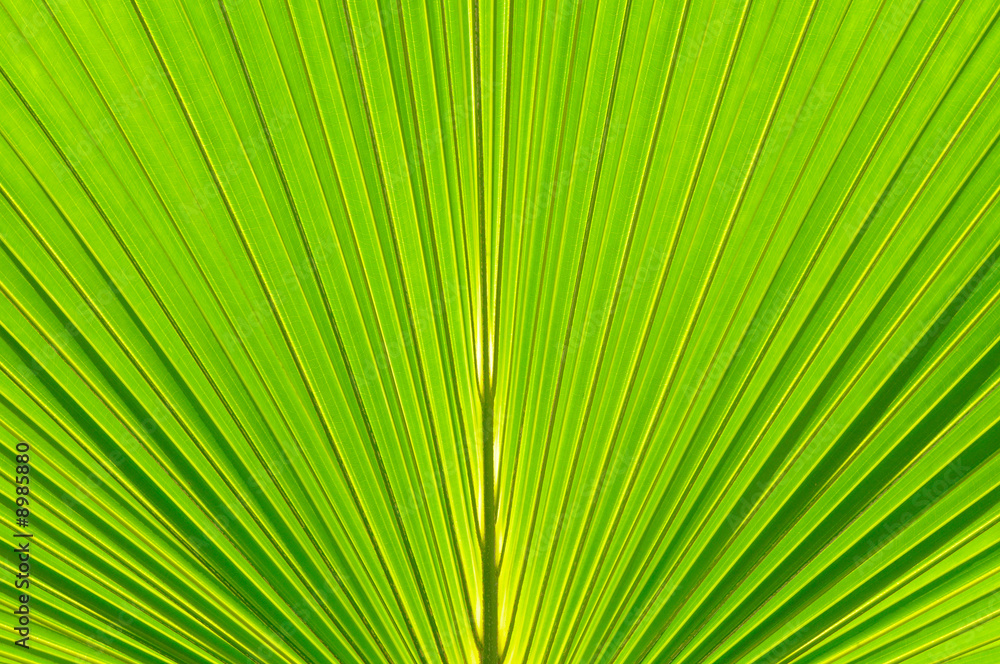Texture background of palm leaf with backlighting Texture background of palm leaf with backlighting