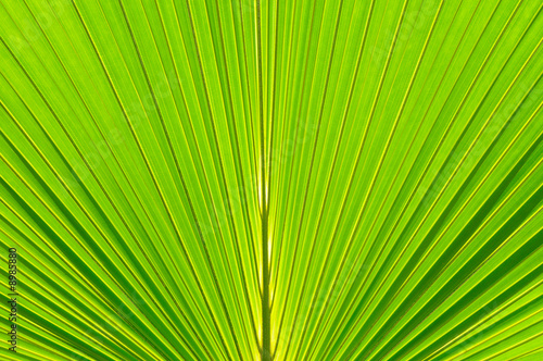 Texture background of palm leaf with backlighting