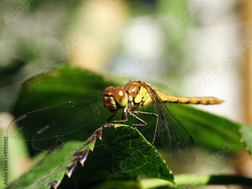 dragonfly on a leaf