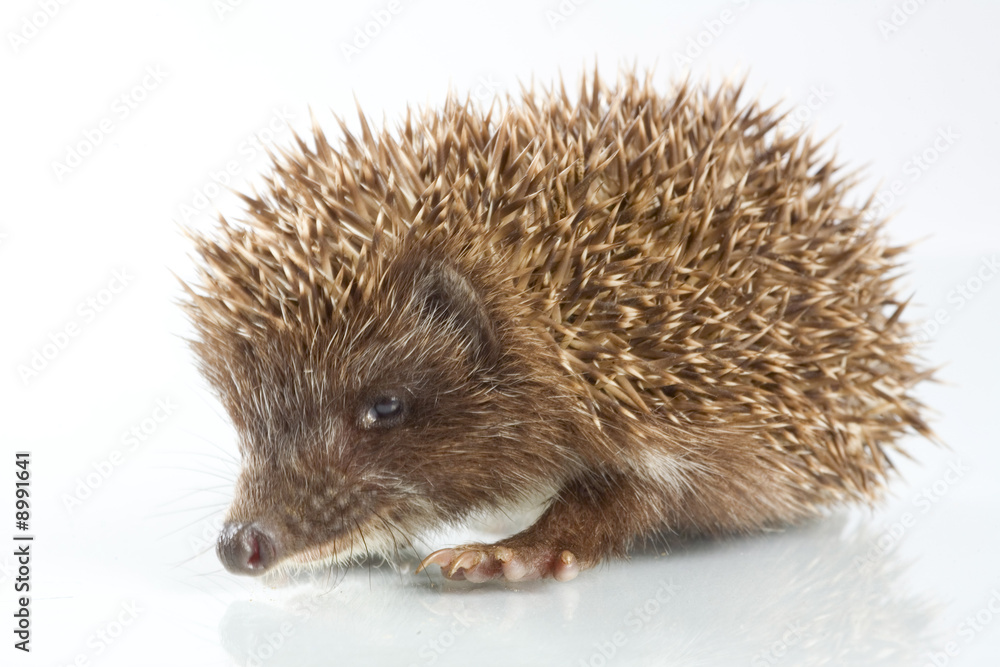 Young hedgehog in front of a white background Young hedgehog in front of a white background