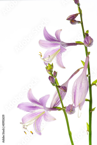 lovely purple flowers