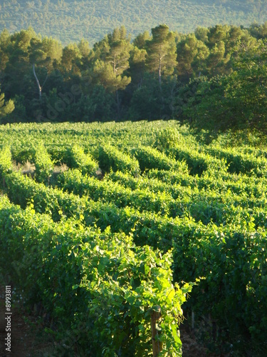 vignes en provence