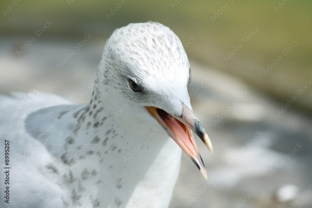 Seagull with open beak