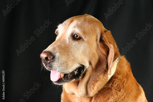 Golden retriever dog