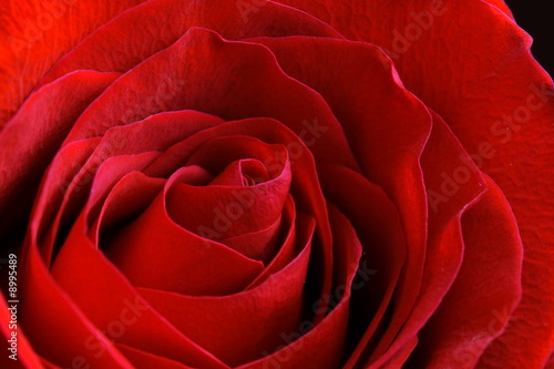 Beautiful red rose macro