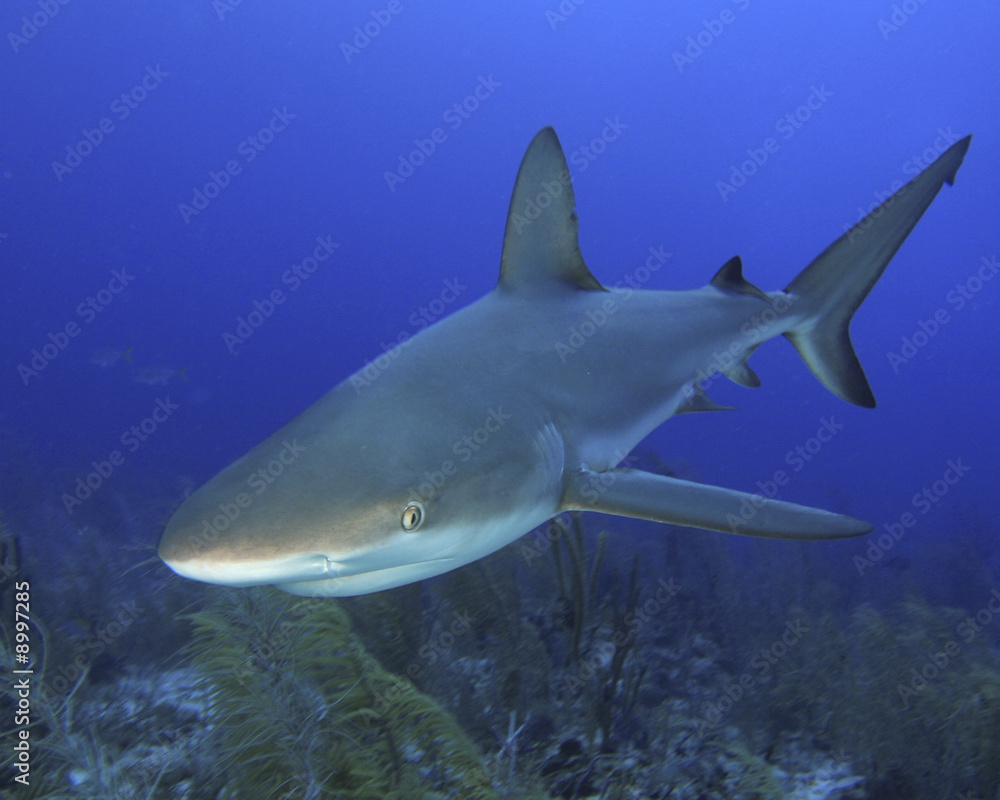 Obraz premium Reef Shark