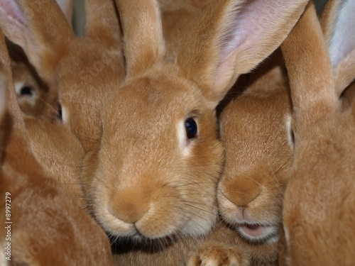 lapins