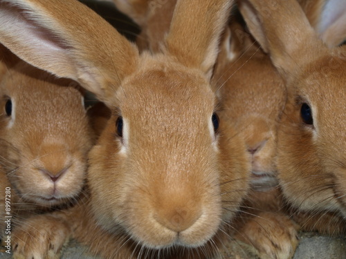lapins