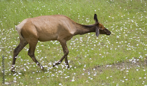 Female elk on a meadow