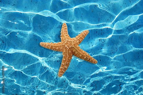 Canvas Print water and starfish