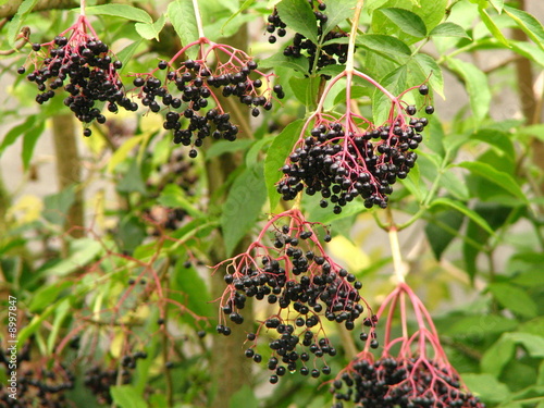 Sambucus nigra (sureau noir) photo