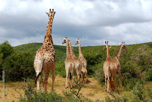 giraffes at hasty escape