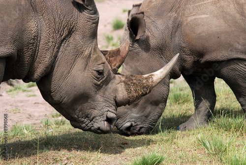 white rhinoceros © gallas