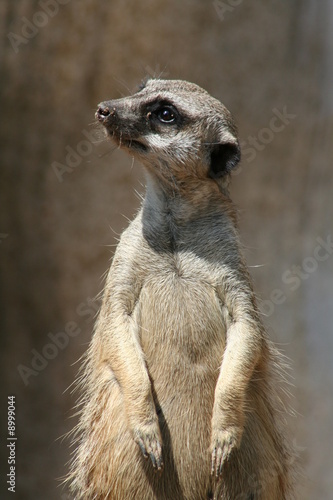 Meerkat Profile