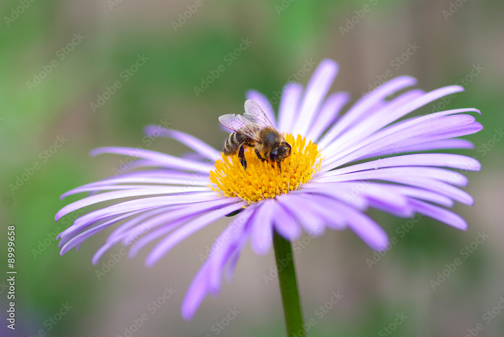 violet flower and bee violet flower and bee
