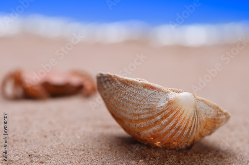 sea shell seashell on beach sand, shallow DOF