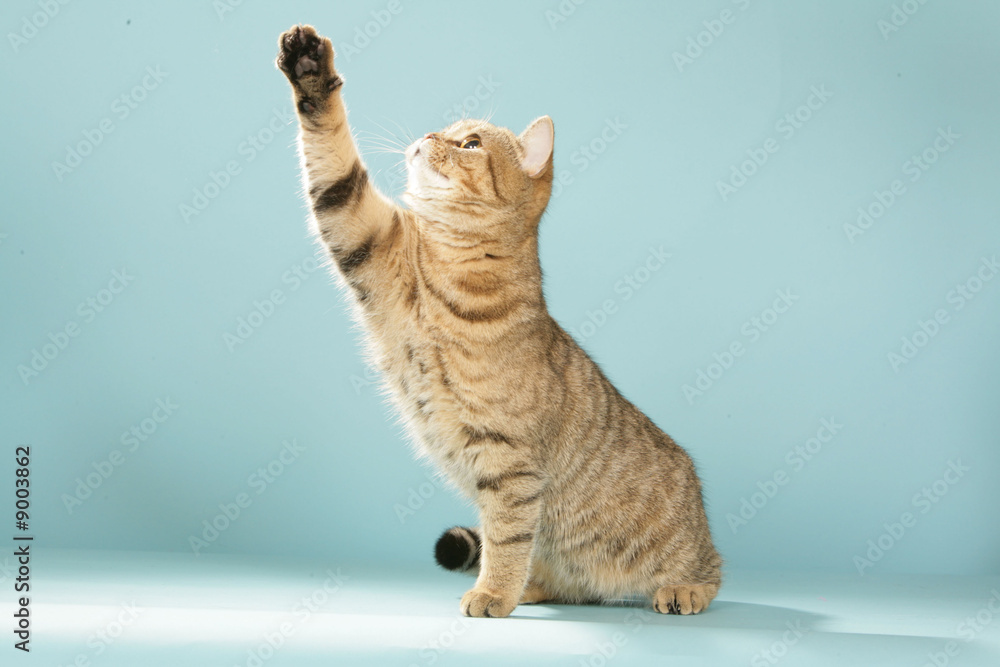 Jeune Chat Qui Tend Une Patte Stock Photo Adobe Stock