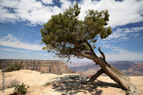 tree in Grand Canyon,  Arizona, USA © konstantant