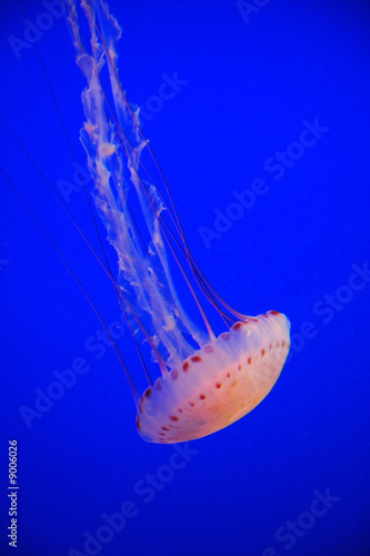 Purple-striped Jelly in a clear blue sea